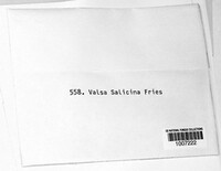 Valsa salicina image